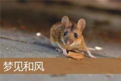 梦见和风