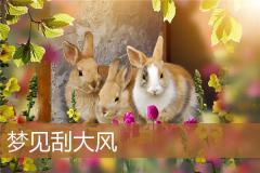 梦见刮大风