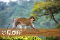 梦见厕所