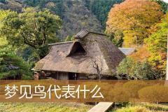 梦见鸟代表什么