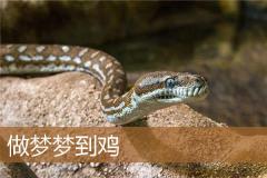 做梦梦到鸡