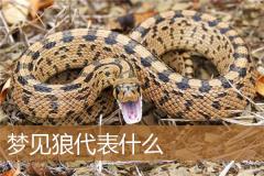 梦见狼代表什么