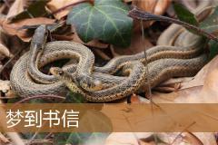 梦到书信
