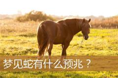 梦见蛇有什么预兆？