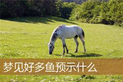 梦见好多鱼预示什么