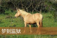 梦到监狱