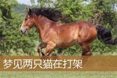 梦见两只猫在打架