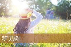 梦见树