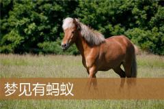 梦见有蚂蚁