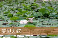 梦见大蛇