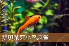 梦见杀死小鸟麻雀