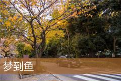 梦到鱼