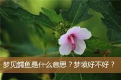 梦见鳄鱼是什么意思？梦境好不好？