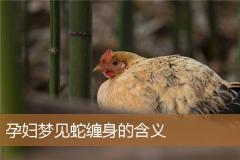 孕妇梦见蛇缠身的含义