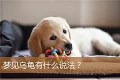 梦见乌龟有什么说法？