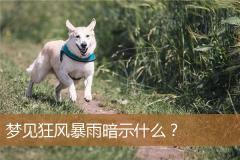 梦见狂风暴雨暗示什么？