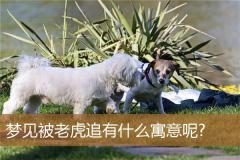 梦见被老虎追有什么寓意呢?