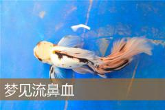梦见流鼻血