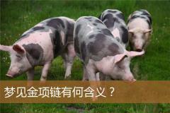 梦见金项链有何含义？