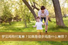 梦见鸡有何寓意？如果是很多鸡是什么意思？