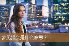 梦见猫会是什么意思？
