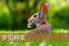 梦见种菜