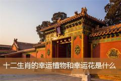 十二生肖的幸运植物和幸运花是什么