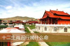 十二生肖五行属什么命