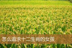 怎么追求十二生肖的女孩