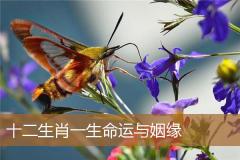 十二生肖一生命运与姻缘