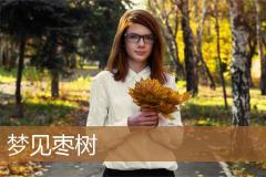 梦见枣树