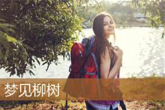 梦见柳树