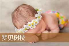 梦见树枝