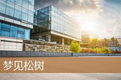 梦见松树