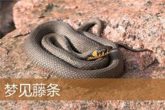 梦见藤条