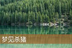 梦见杀猪