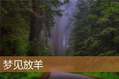 梦见放羊