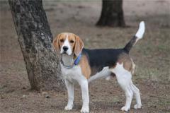 不同年份出生的属狗人2020年运程