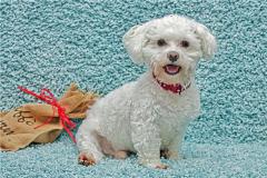 属狗人2020各方面的运程如何