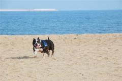 2018年是什么生肖年