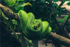 蛇年出生人的命运