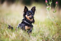 属狗的几月出生最好