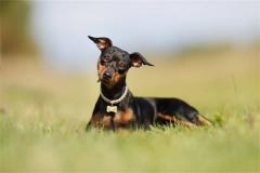 1970年属什么，2020年运势如何