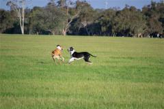 属狗人2020年运势