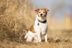 用狗做头像吉祥吗