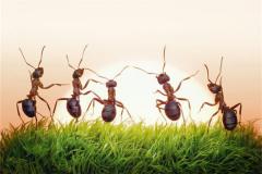 蚂蚁在家里是什么预兆