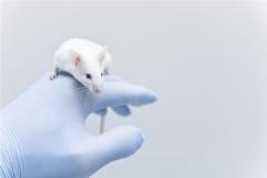 梦见踩到死耗子代表运气