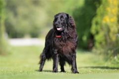 属狗的2020年多大