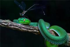 2020年属蛇生肖运势