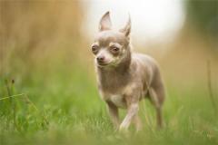 属狗的逢鼠年运势